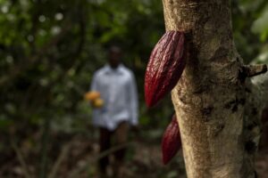 blurry man cocoa beans medium shot